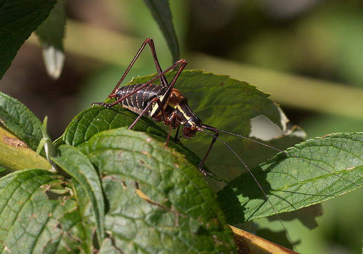 Barbitistes alpinus (Phaneropteridae)